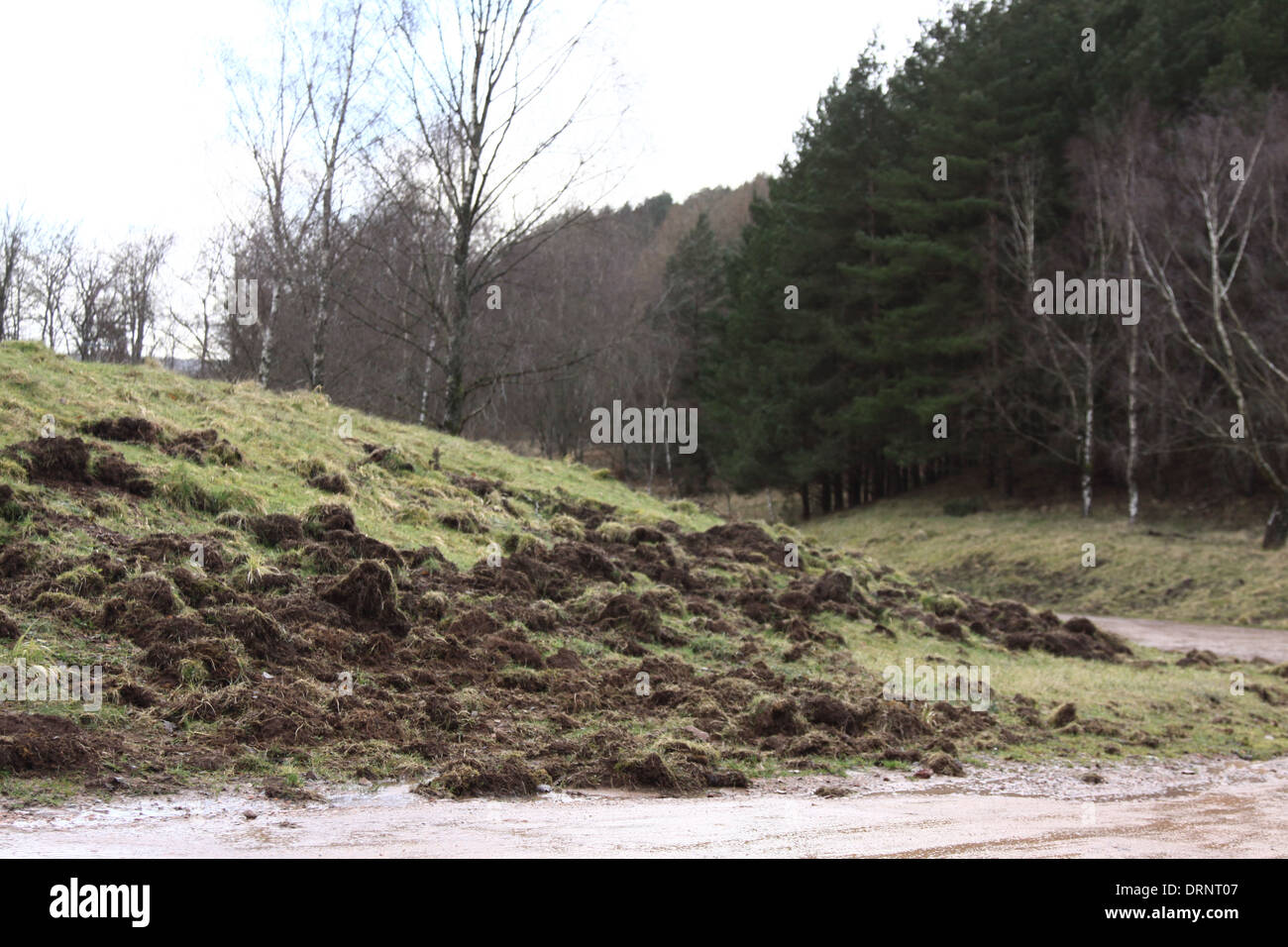 Wild Boar damage in the Forest of Dean. Stock Photo