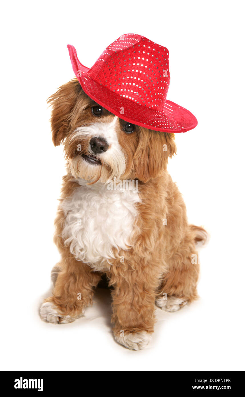 Cavapoo wearing red cowboy hat Stock Photo