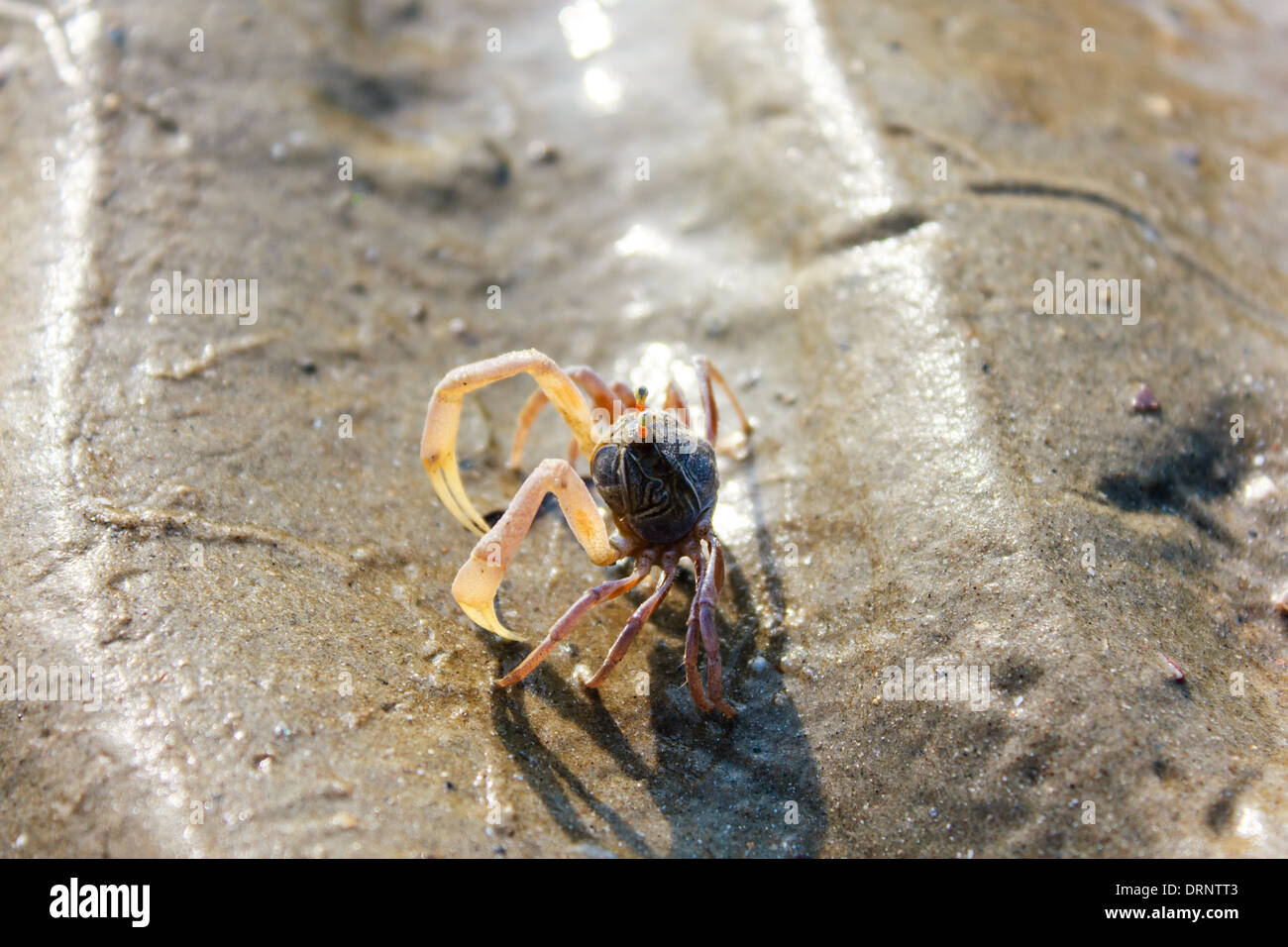 close up a small crab on the beach Stock Photo - Alamy