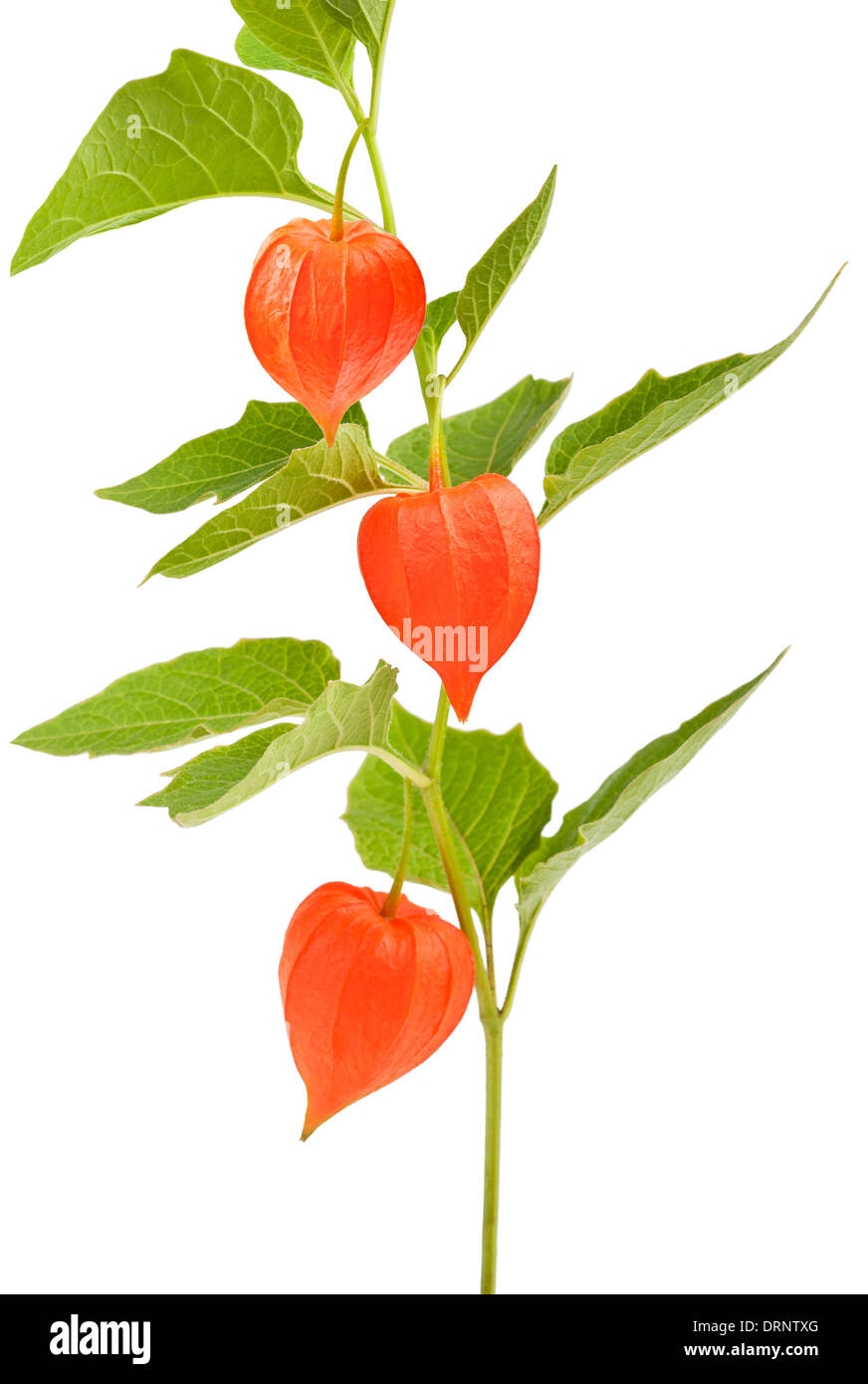 Red Alkekengi with leaf isolated Stock Photo