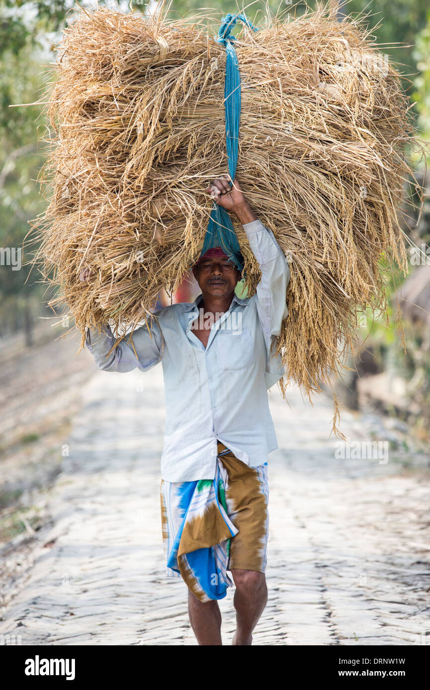 Rice crops harvested, and being carried by hand in the Sunderbans, Ganges, Delta, India Stock