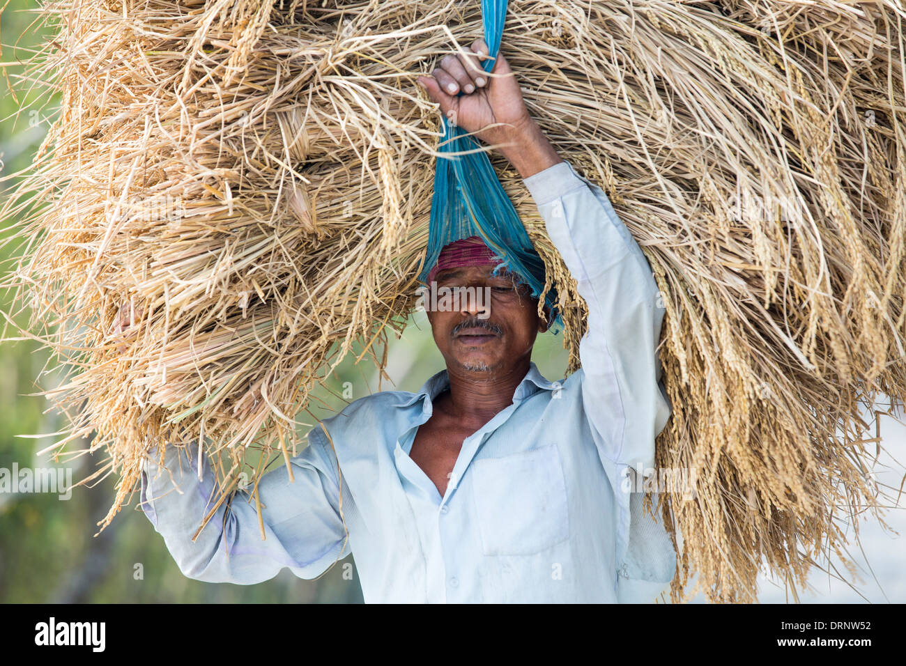 Rice crops harvested, and being carried by hand in the Sunderbans, Ganges, Delta, India Stock