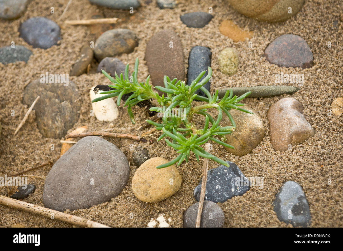 Sandfire plant growing in sand at Spurn Point Stock Photo Alamy