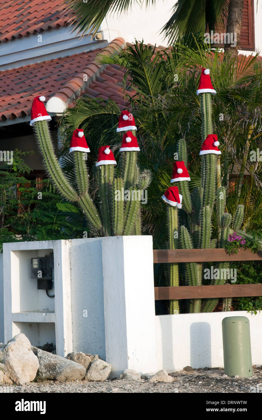 Christmas hats adorn cactus plants in Bonaire Stock Photo