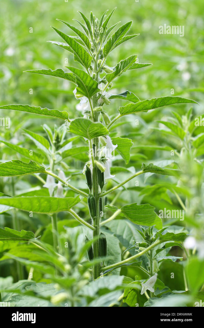 sesame seed flower Stock Photo