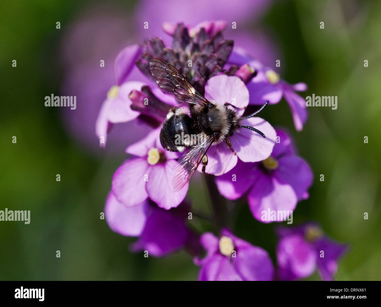 Bumble Bee covered in pollen on Erysisum Bowles Mauve flower Stock Photo