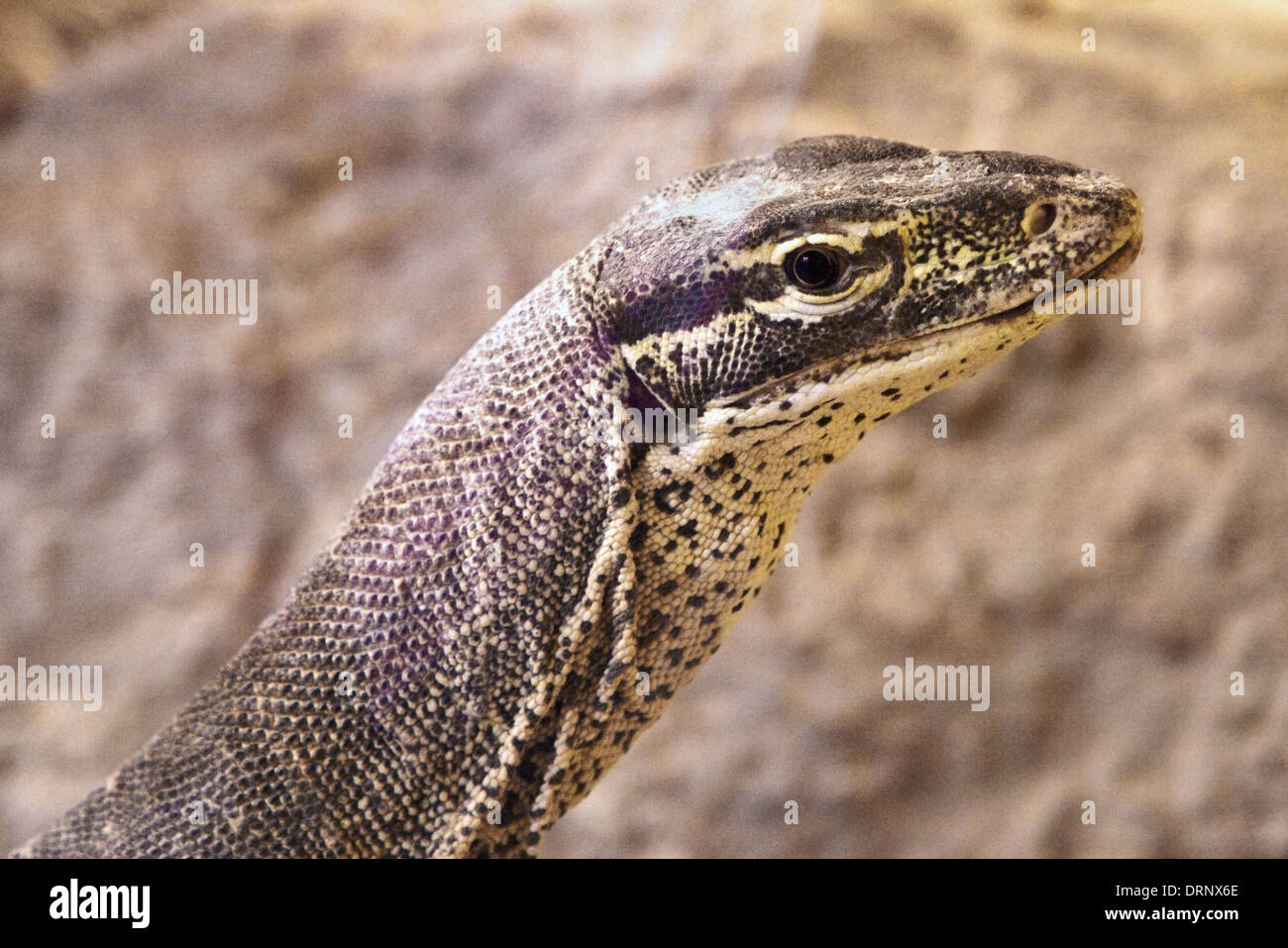 Argus Monitor Lizard (varanus panoptes Stock Photo Alamy