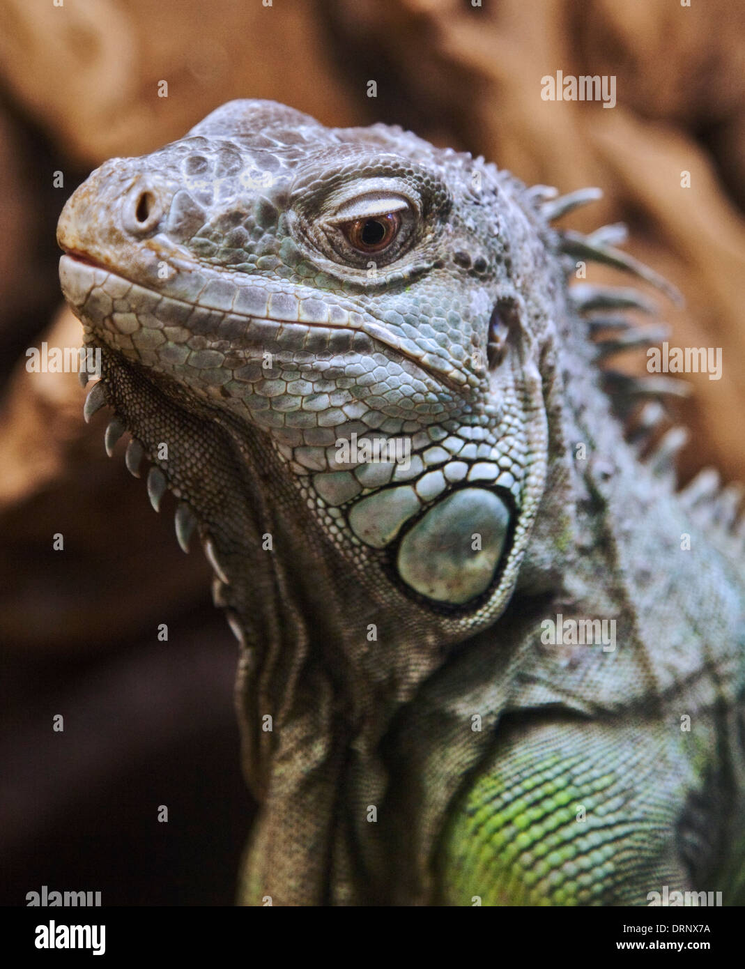 Green Iguana (iguana iguana Stock Photo - Alamy