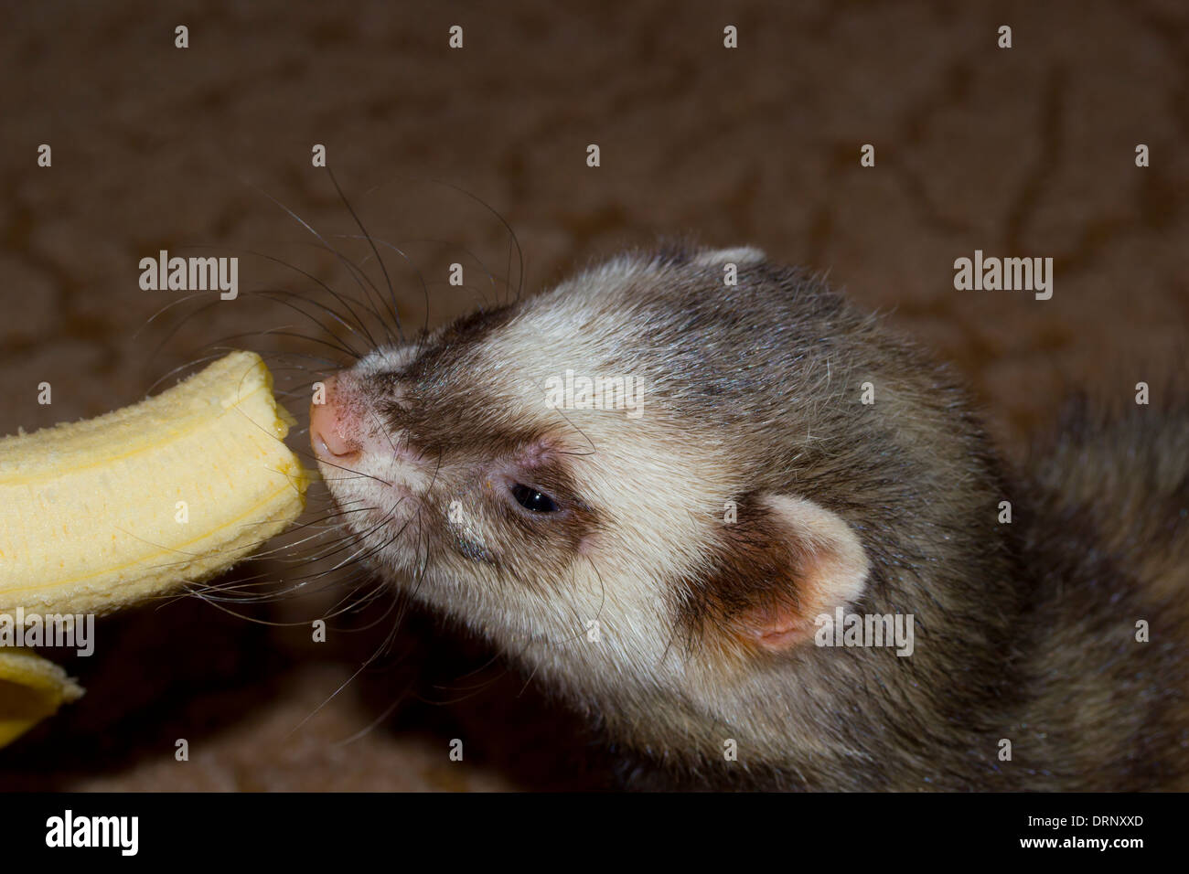 Ferret eats juicy banana Stock Photo Alamy