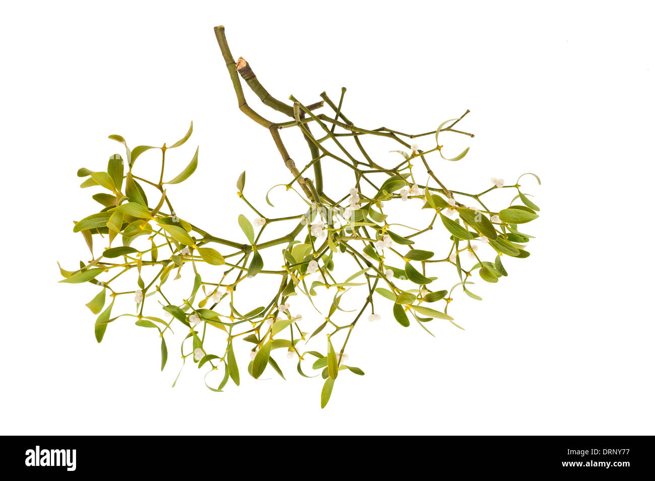 mistletoe branch with berries isolated on white Stock Photo