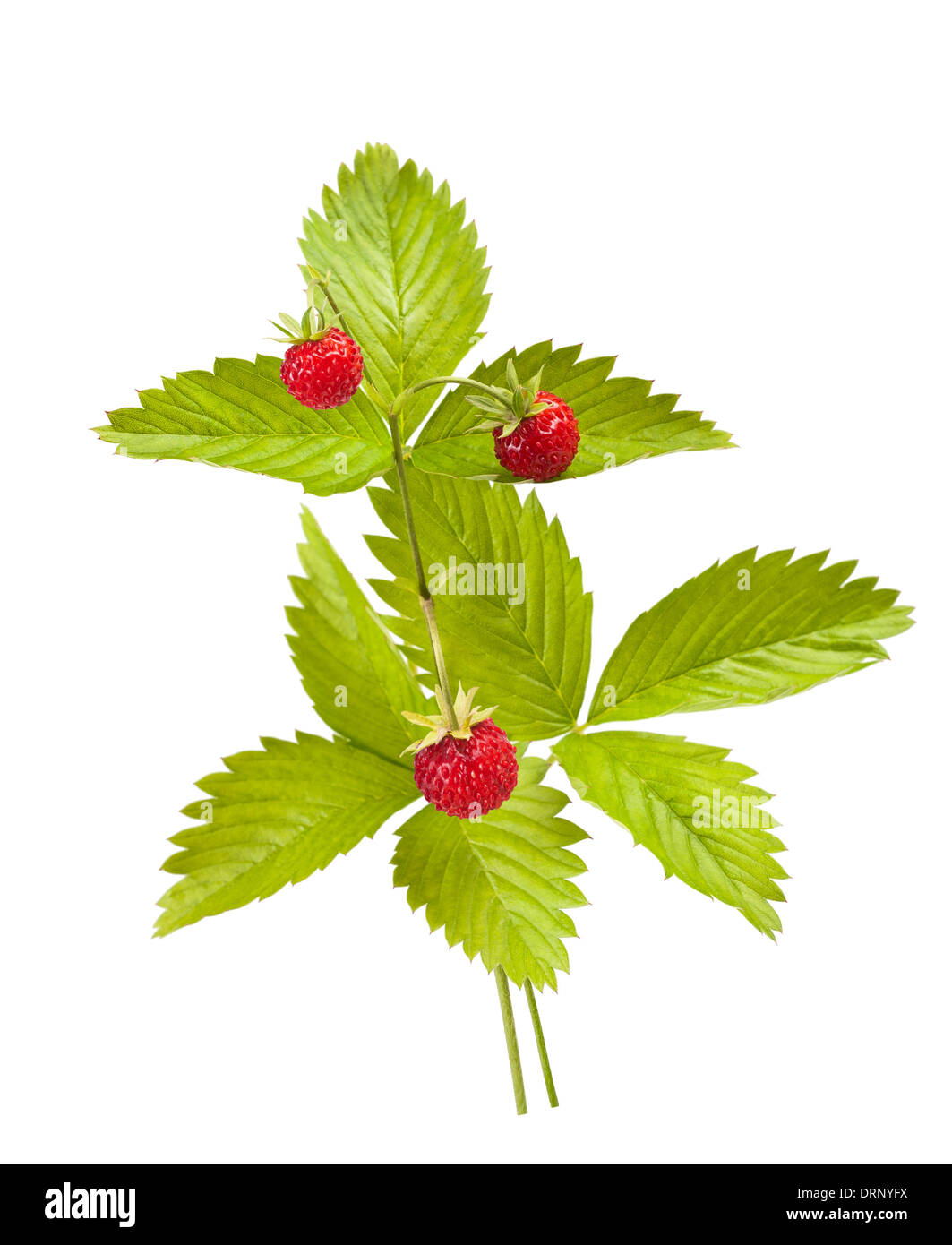 Strawberries plant hi-res stock photography and images - Alamy