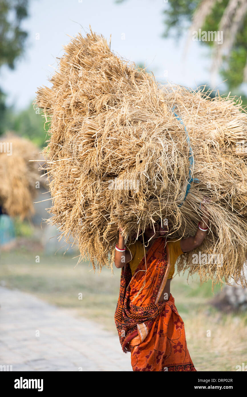 Rice crops harvested, and being carried by hand in the Sunderbans, Ganges, Delta, India Stock