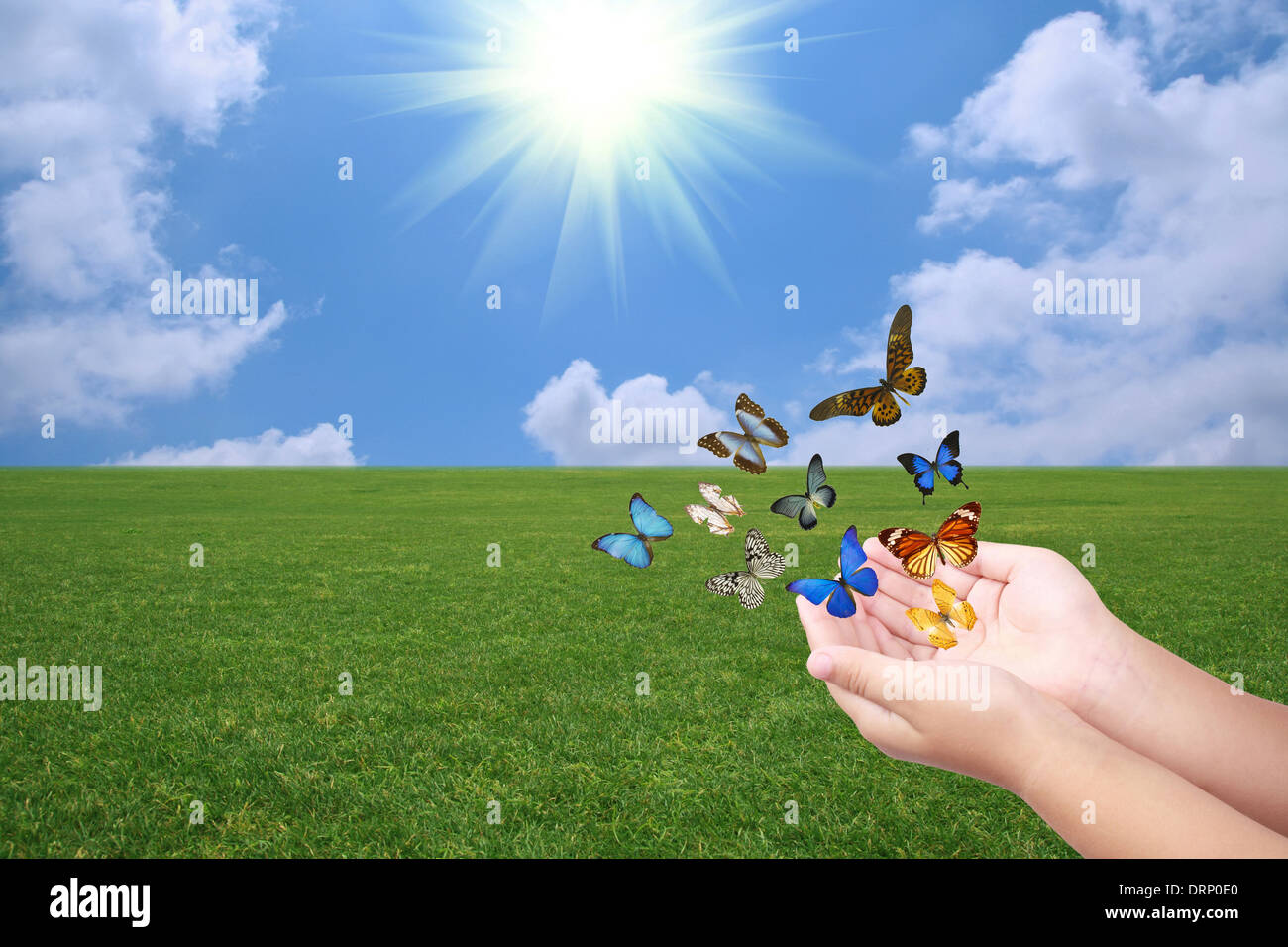 releasing butterflies on the grassland Stock Photo