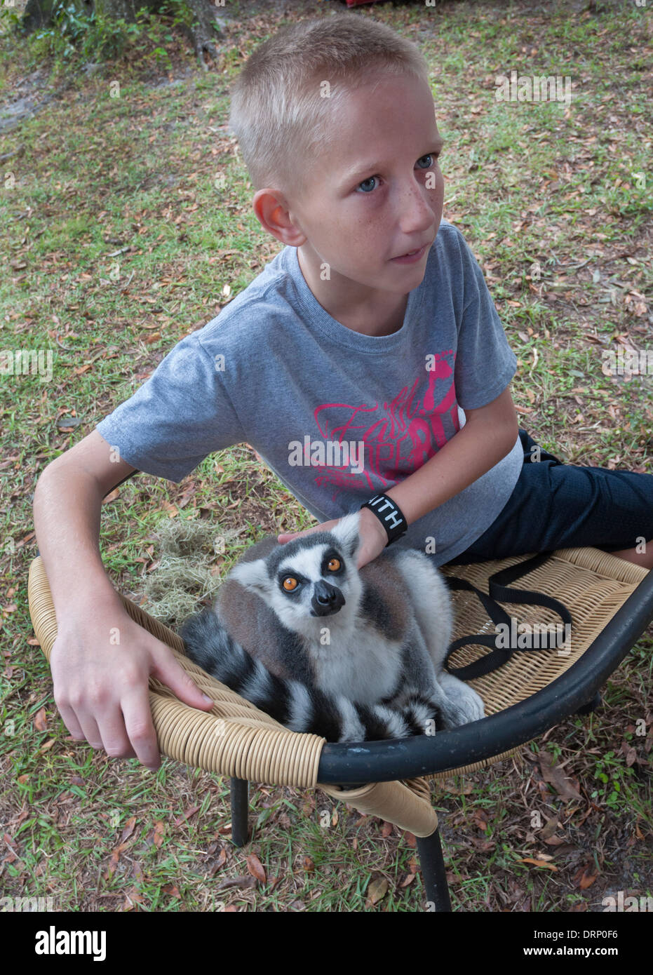 Boy holds his family pet lemur. Stock Photo