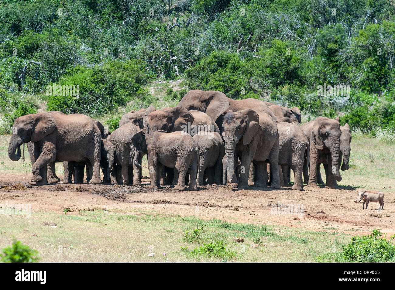 Large group of elephants (Loxodonta africana) at a waterhole, Addo Elephant National Park, Eastern Cape, South Africa Stock Photo
