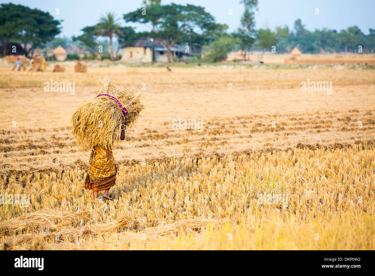 Rice crops harvested, and being carried by hand in the Sunderbans, Ganges, Delta, India Stock