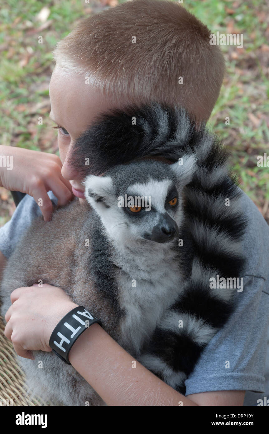 Boy holds his family pet lemur. Stock Photo