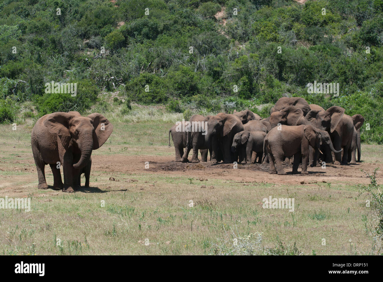 Large group of elephants (Loxodonta africana) at a waterhole, Addo Elephant National Park, Eastern Cape, South Africa Stock Photo