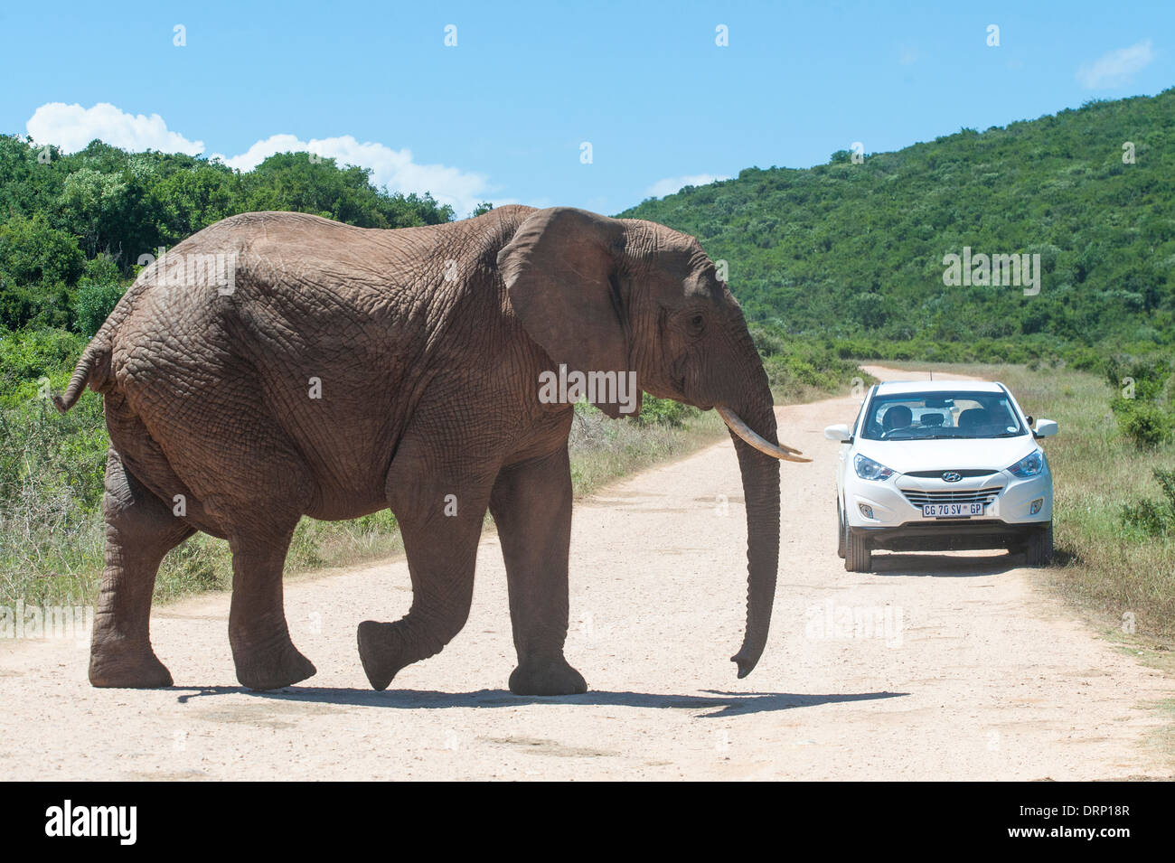Elephant (Loxodonta africana) crossing the road in front of a car, Addo Elephant National Park, Eastern Cape, South Africa Stock Photo