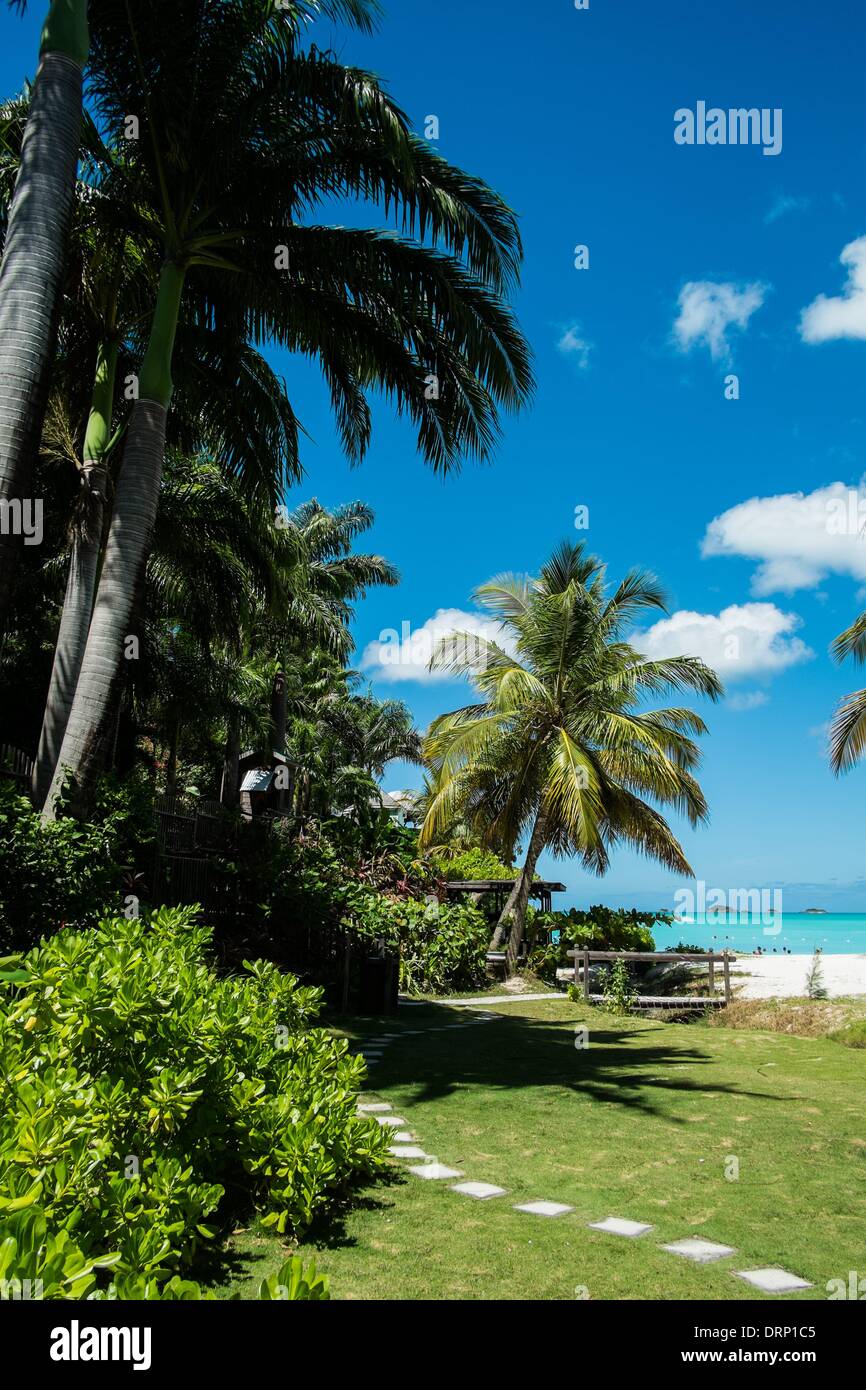 Palm trees grow on a beach on the carribean island of antigua