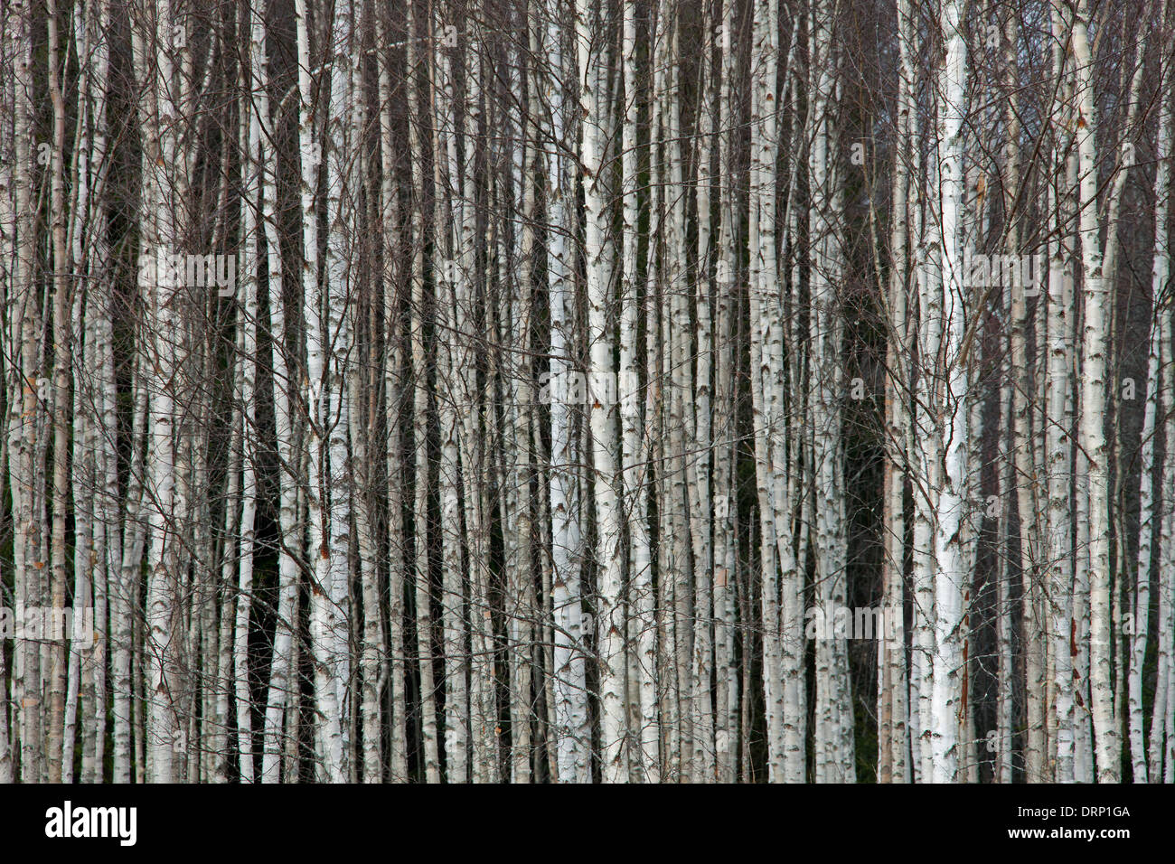 Tree trunks of Silver birch / common birch / white birches (Betula pendula / Betula alba) trees in forest, Sweden, Scandinavia Stock Photo