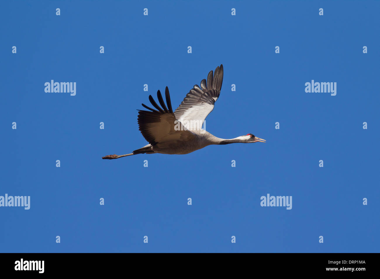 Common Crane / Eurasian Crane (Grus grus) flying against blue sky Stock Photo