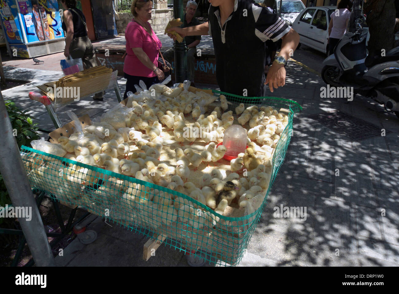 greece athens monastiraki a stall selling baby chicks for easter Stock Photo