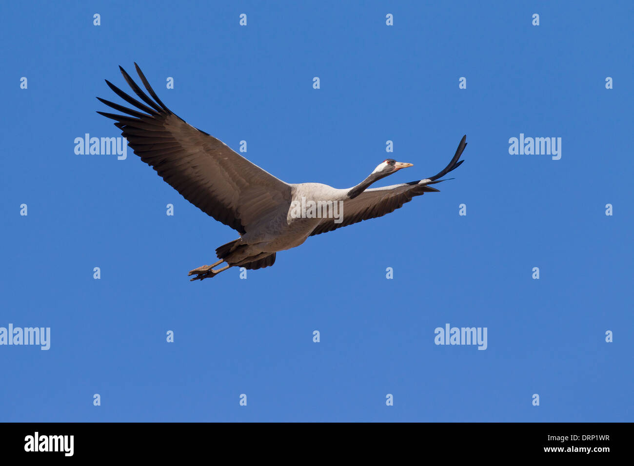 Common Crane / Eurasian Crane (Grus grus) flying against blue sky Stock Photo
