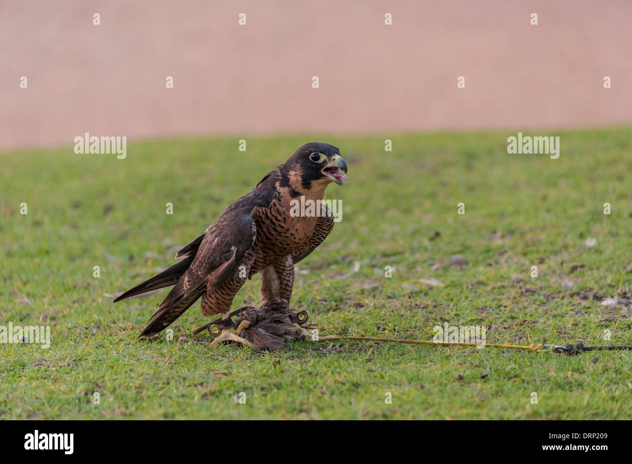 United Arab Emirates Ras Al-Khaimah - November 2013. Al Wadi Falcon ...
