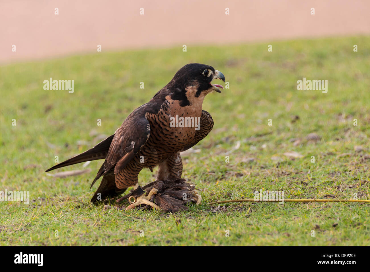 United Arab Emirates Ras Al-Khaimah - November 2013. Al Wadi Falcon ...