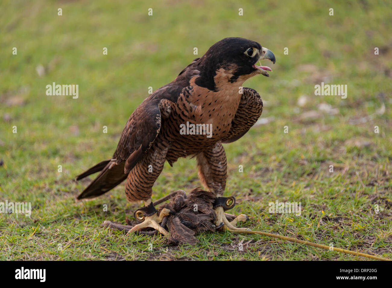 United Arab Emirates Ras Al-Khaimah - November 2013. Al Wadi Falcon ...