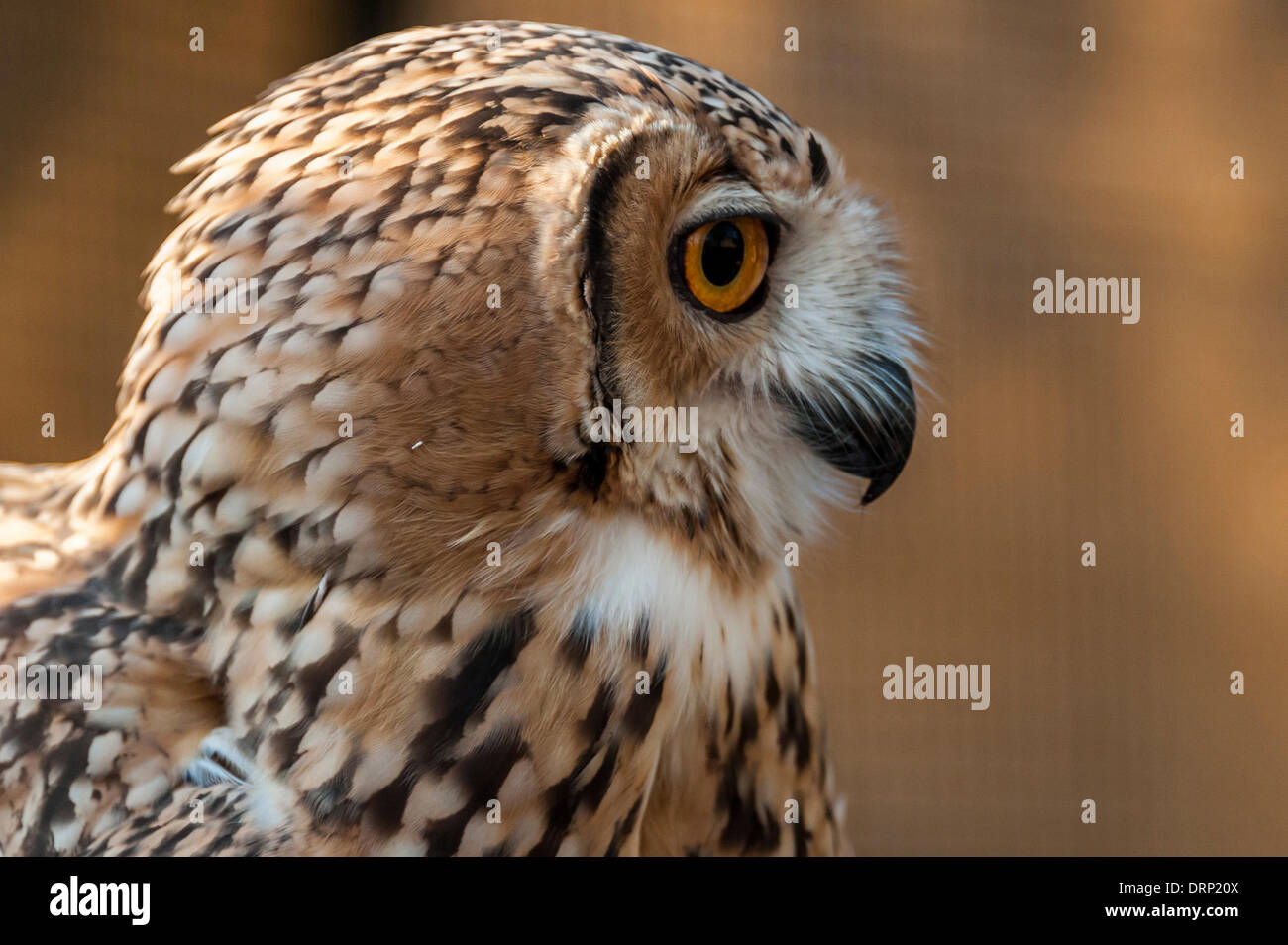 United Arab Emirates Ras Al-Khaimah - November 2013. Al Wadi Falcon ...