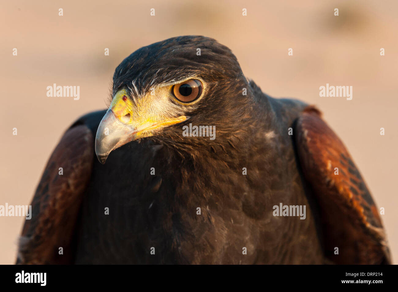 United Arab Emirates Ras Al-Khaimah - November 2013. Al Wadi Falcon ...