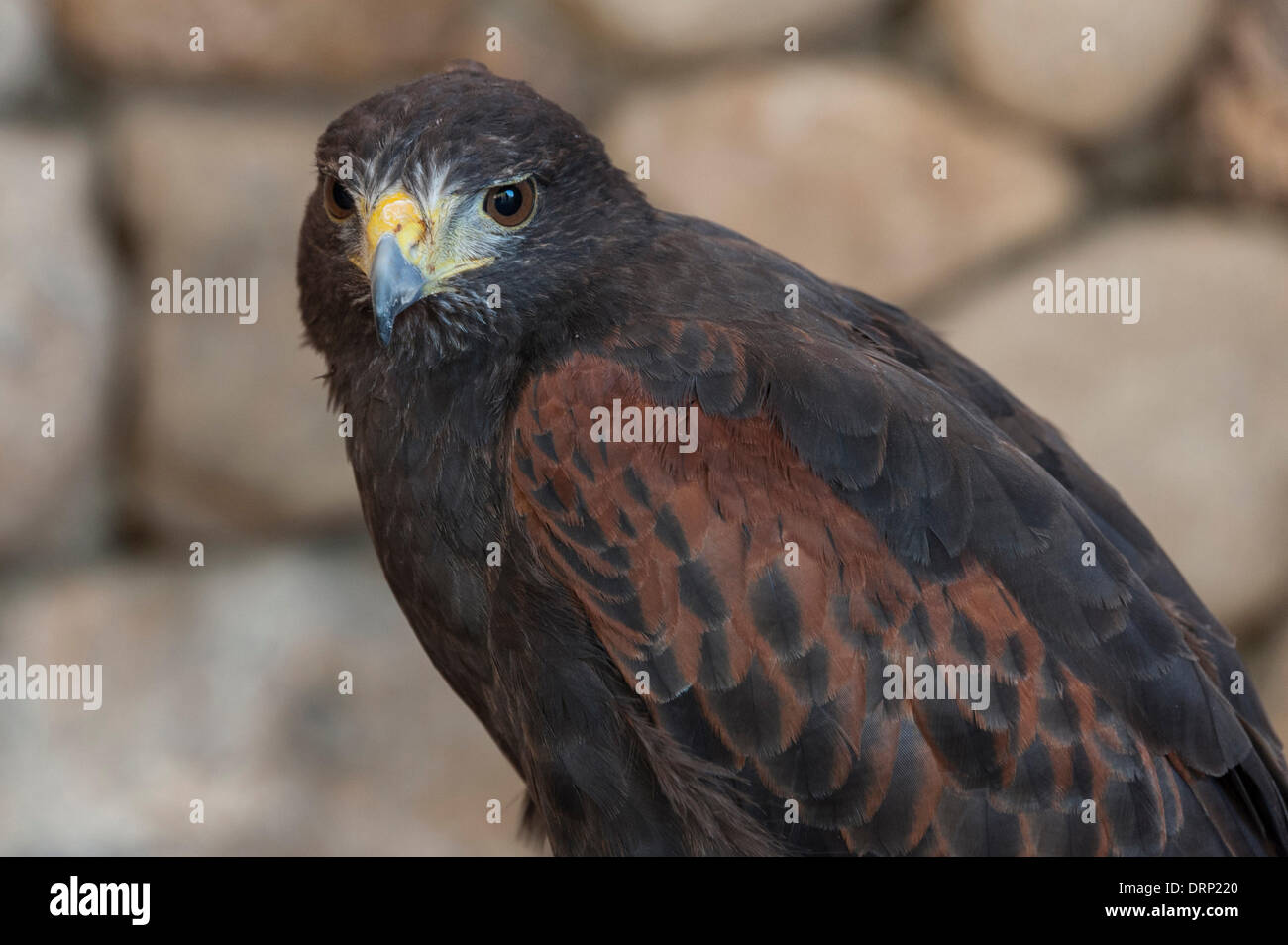 United Arab Emirates Ras Al-Khaimah - November 2013. Al Wadi Falcon ...