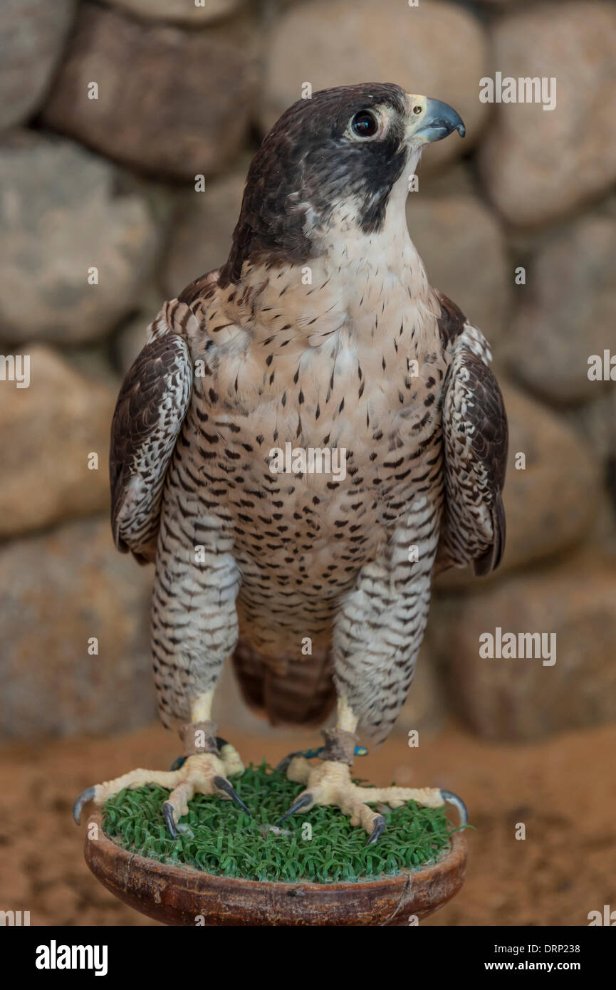 United Arab Emirates Ras Al-Khaimah - November 2013. Al Wadi Falcon ...