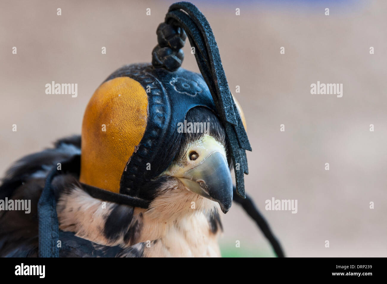 United Arab Emirates Ras Al-Khaimah - November 2013. Al Wadi Falcon ...