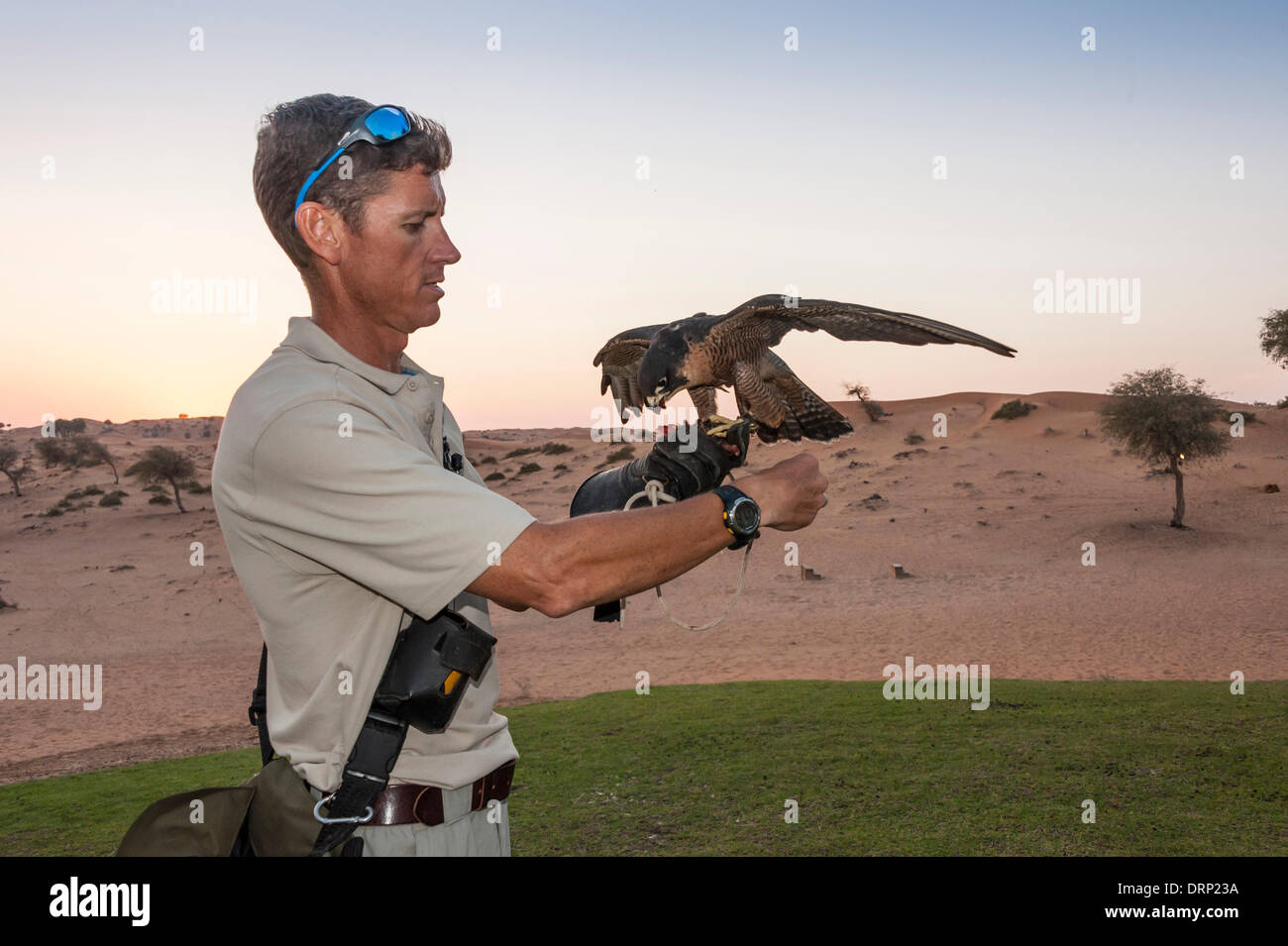 United Arab Emirates Ras Al-Khaimah - November 2013. Al Wadi Falcon ...