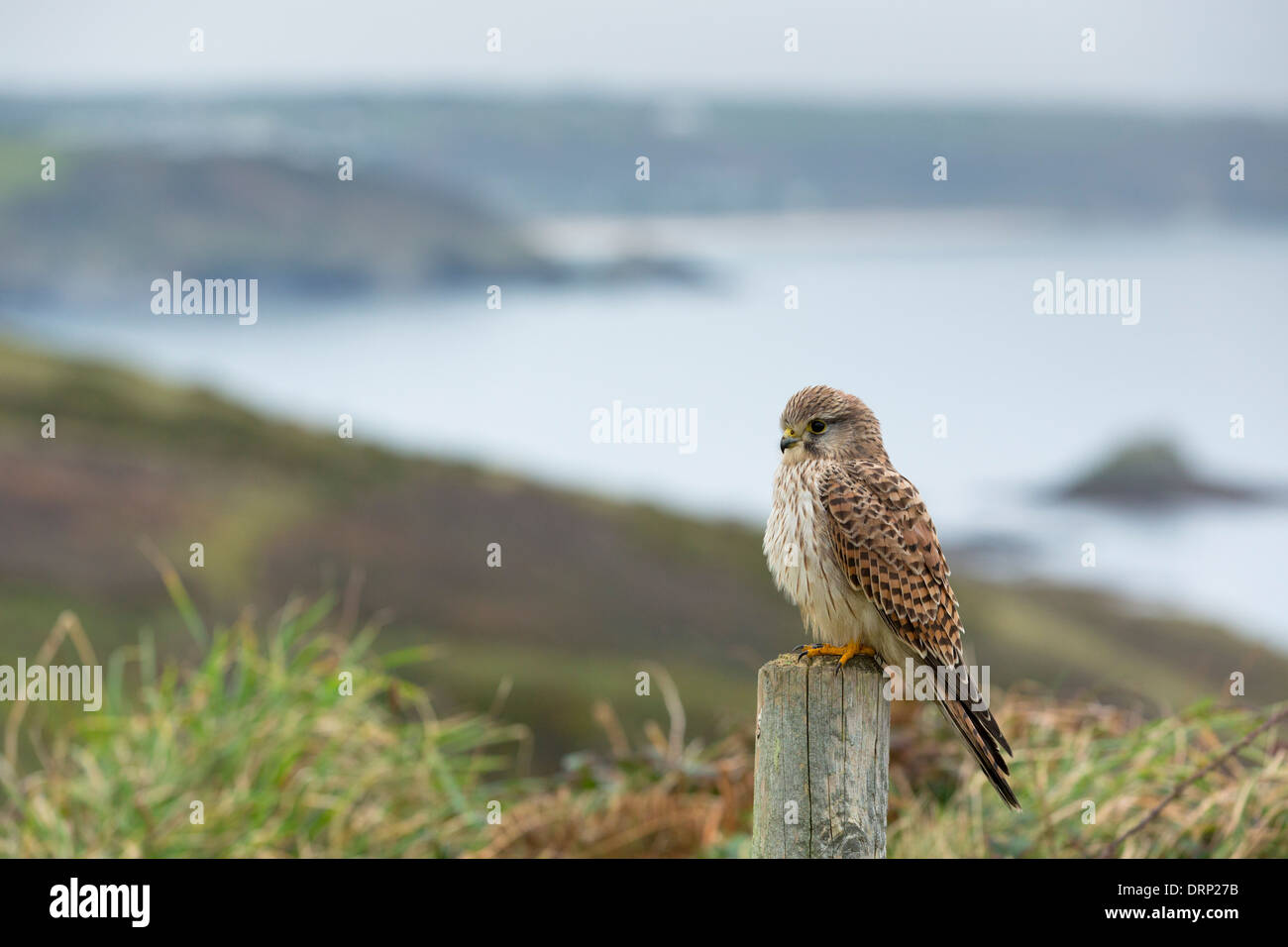 kestrel falco tinnunculus juvenile male uk stock photo 66252911