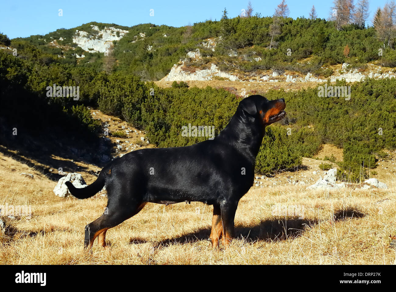 Rottweiler female hi-res stock photography and images - Alamy
