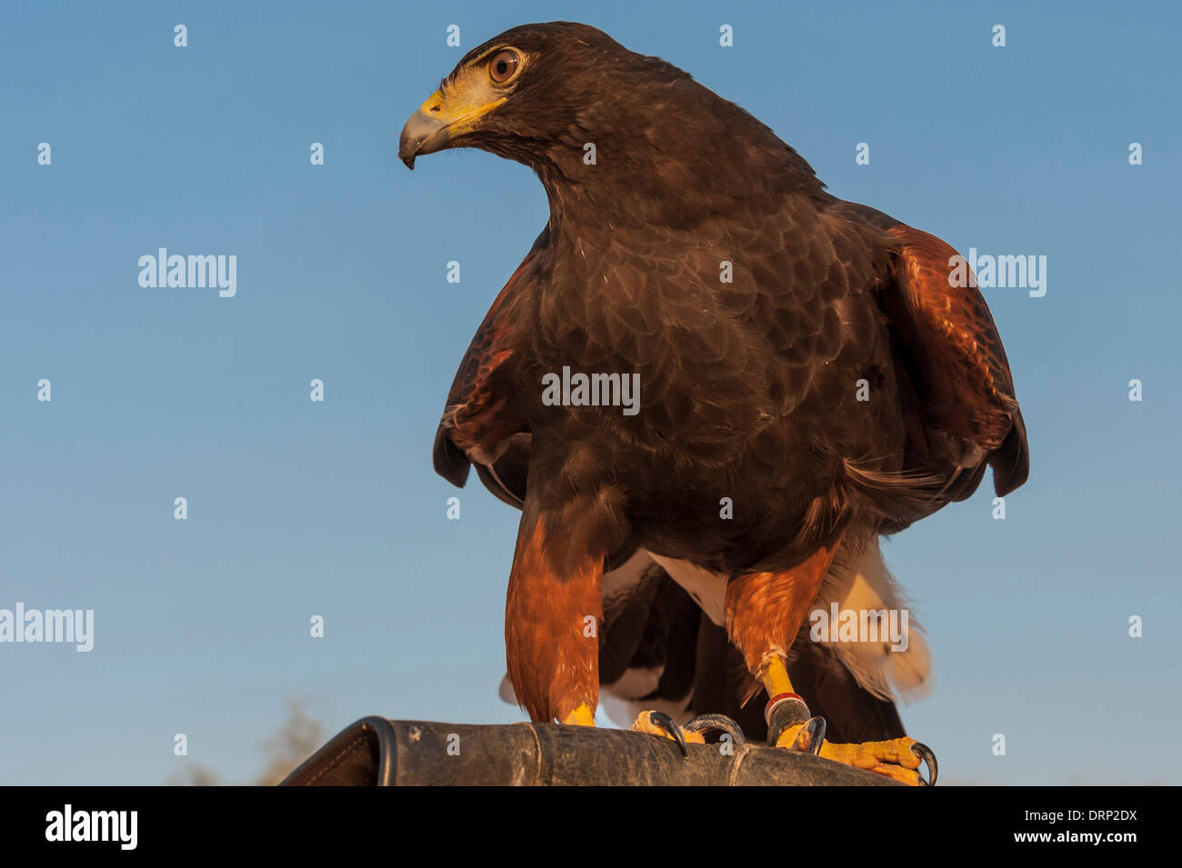 United Arab Emirates Ras Al-Khaimah - November 2013. Al Wadi Falcon ...