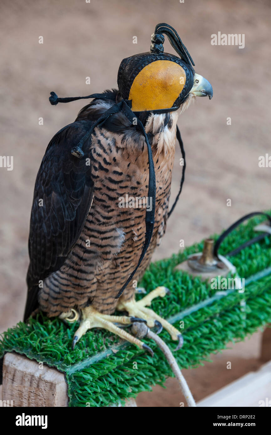 United Arab Emirates Ras Al-Khaimah - November 2013. Al Wadi Falcon ...