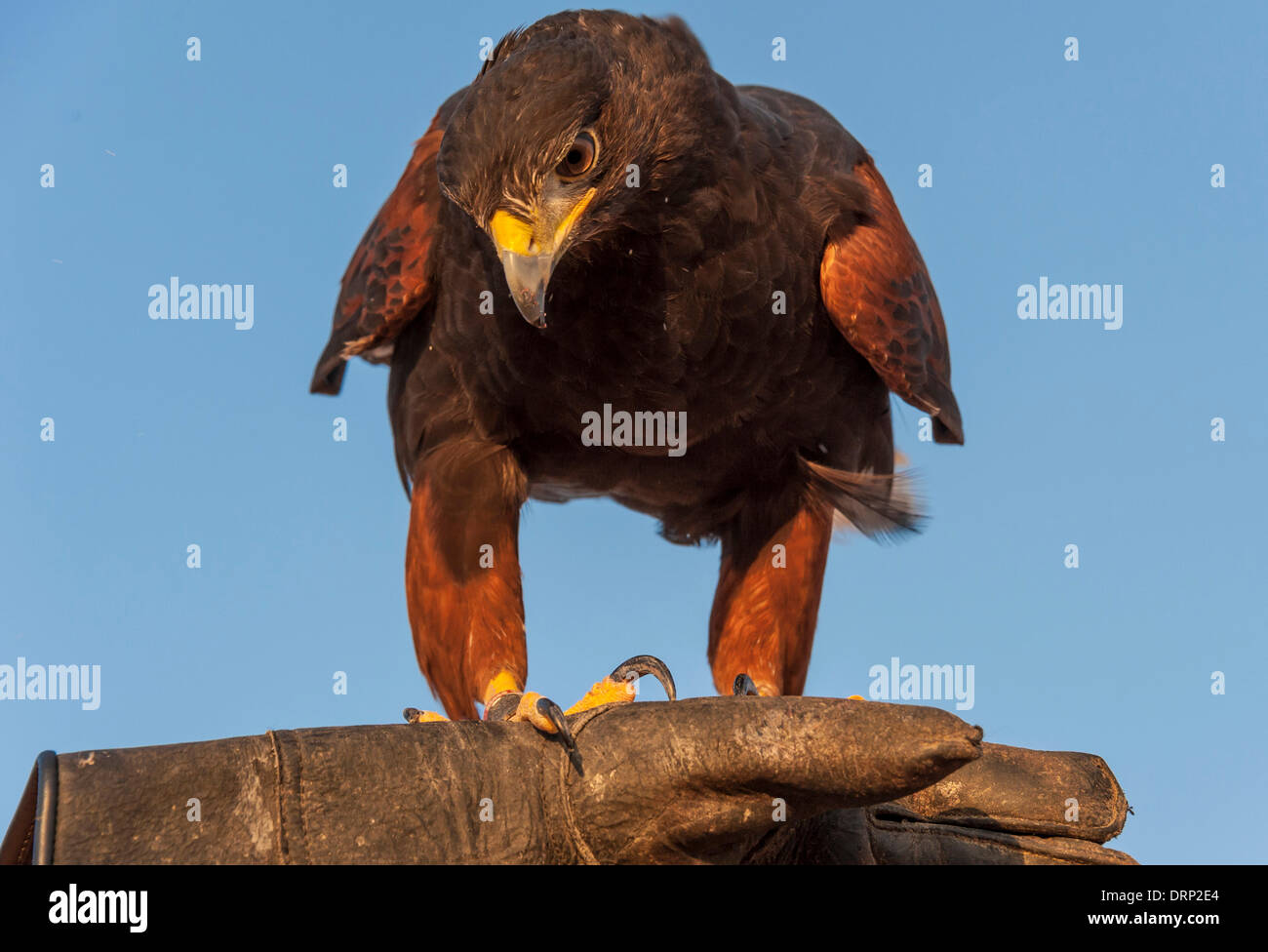 United Arab Emirates Ras Al-Khaimah - November 2013. Al Wadi Falcon ...