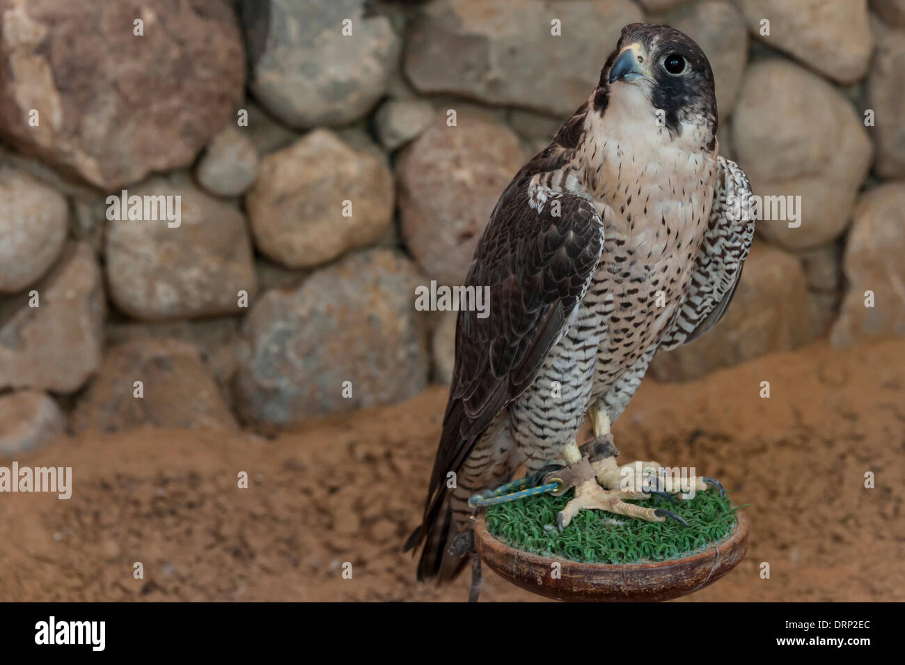 United Arab Emirates Ras Al-Khaimah - November 2013. Al Wadi Falcon ...