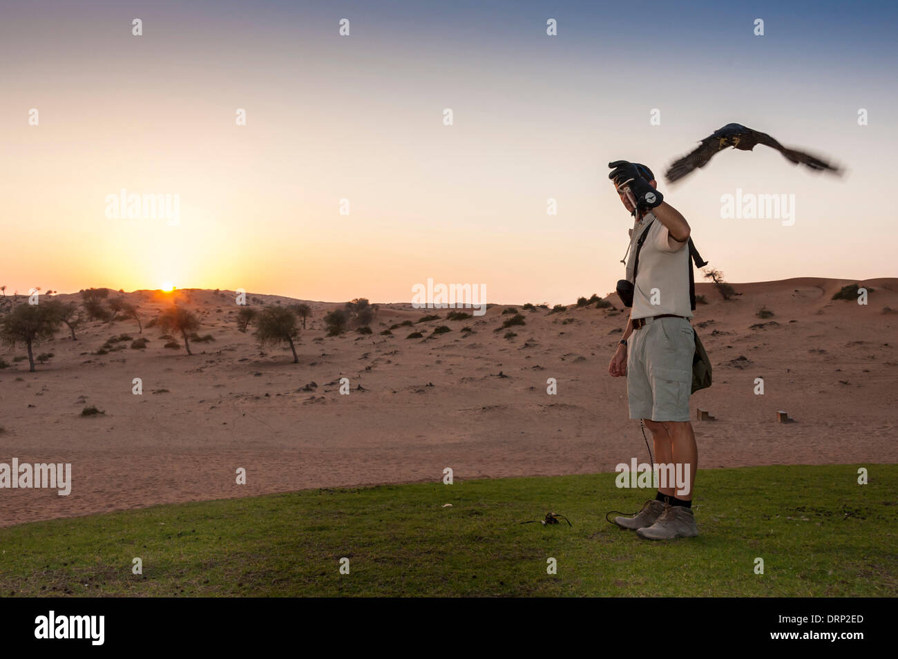 United Arab Emirates Ras Al-Khaimah - November 2013. Al Wadi Falcon ...