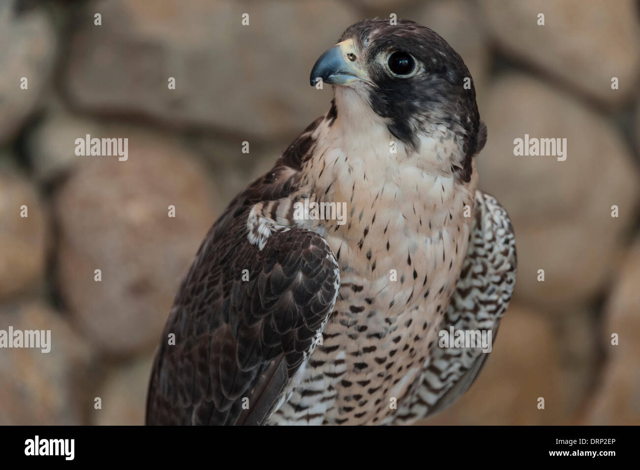 United Arab Emirates Ras Al-Khaimah - November 2013. Al Wadi Falcon ...