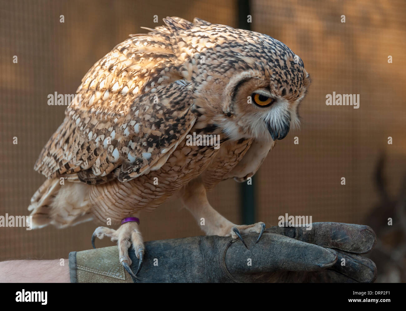 United Arab Emirates Ras Al-Khaimah - November 2013. Al Wadi Falcon ...