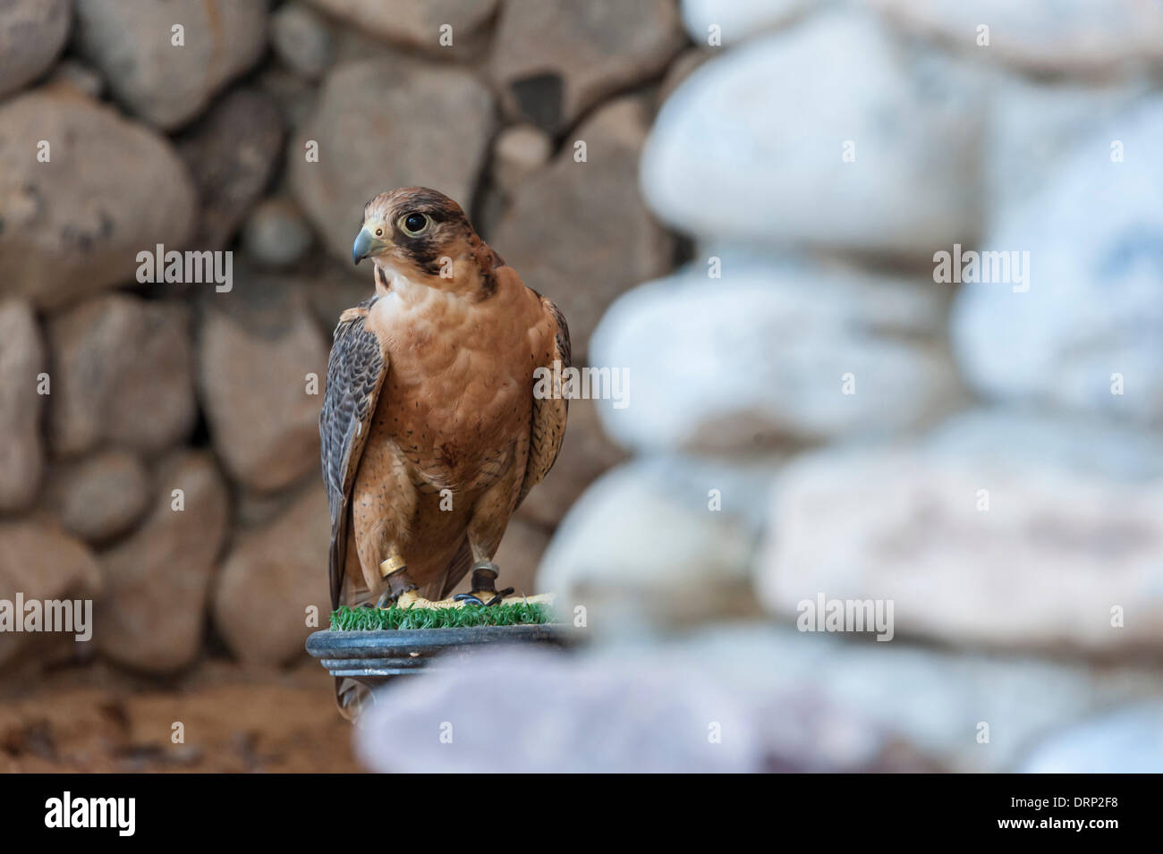 United Arab Emirates Ras Al-Khaimah - November 2013. Al Wadi Falcon ...