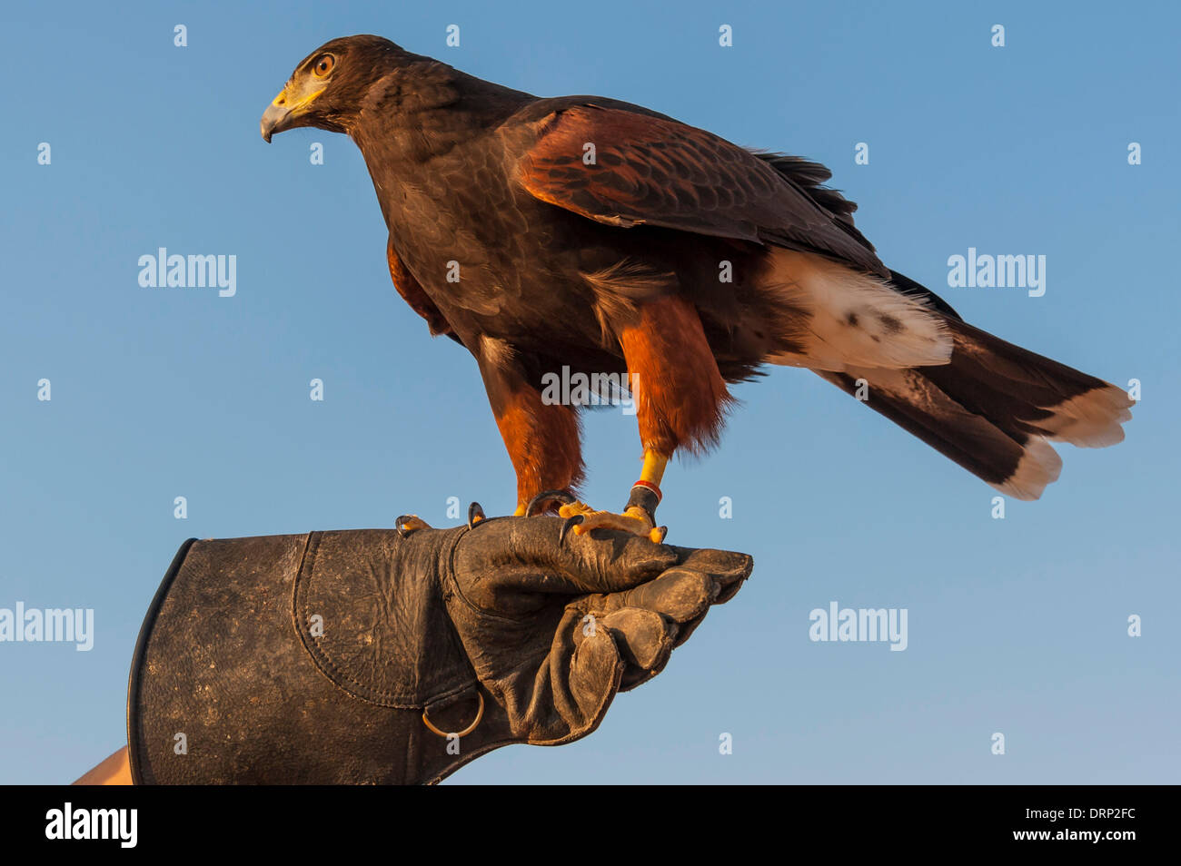 United Arab Emirates Ras Al-Khaimah - November 2013. Al Wadi Falcon ...