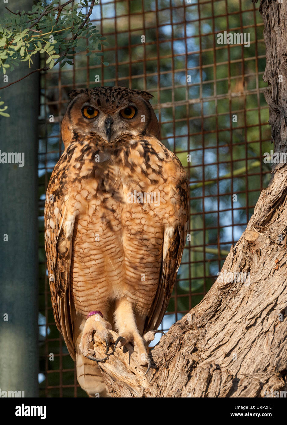 United Arab Emirates Ras Al-Khaimah - November 2013. Al Wadi Falcon ...