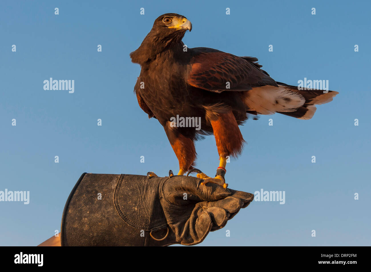 United Arab Emirates Ras Al-Khaimah - November 2013. Al Wadi Falcon ...